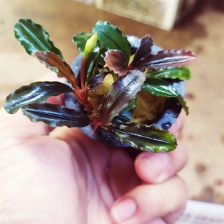 Bucephalandra brownie Nâu