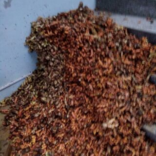Tinh bột nghệ 1kg