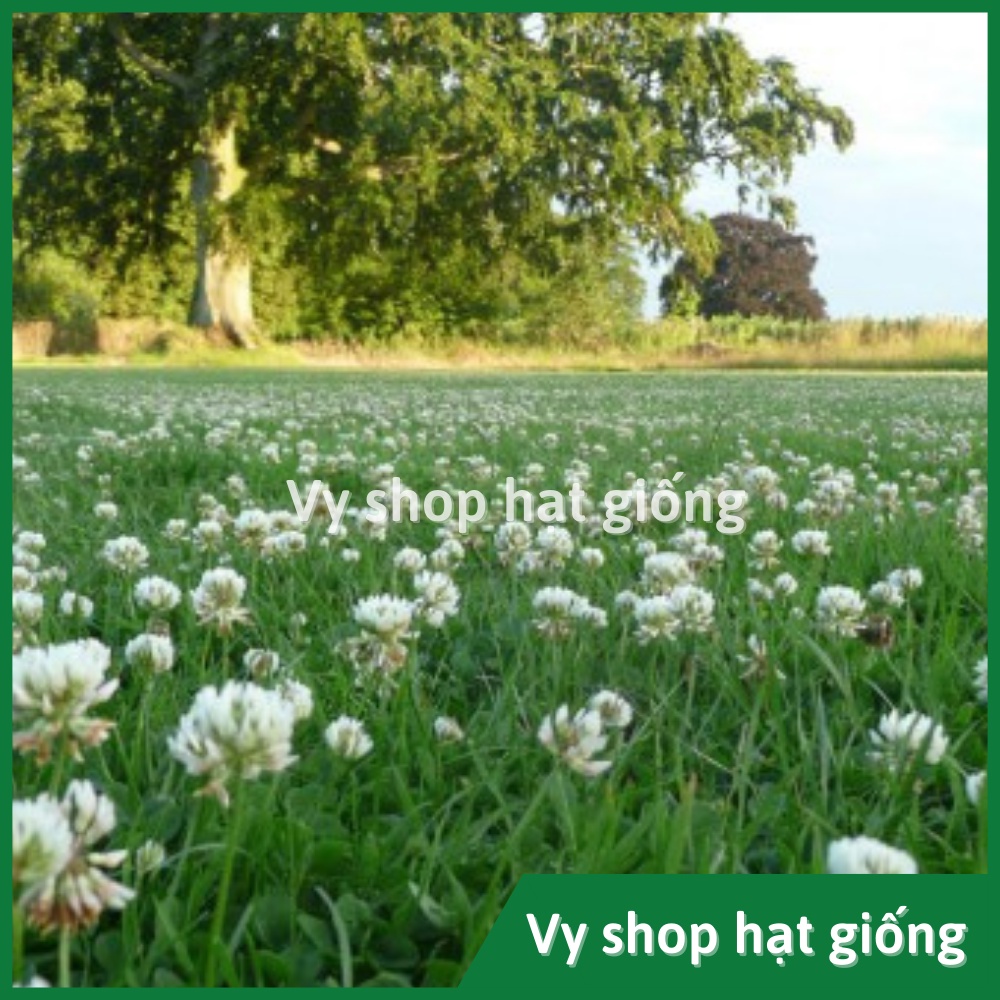 Hạt giống cỏ ba lá trắng  gói 200 hạt