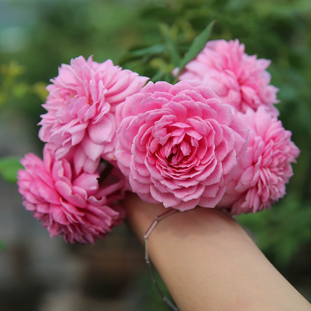 Combo Phân bón hữu cơ toàn diện cho hoa hồng, cây cảnh, 3 lít, giúp cây nhiều mầm, sai hoa, chính hãng DOCNEEM