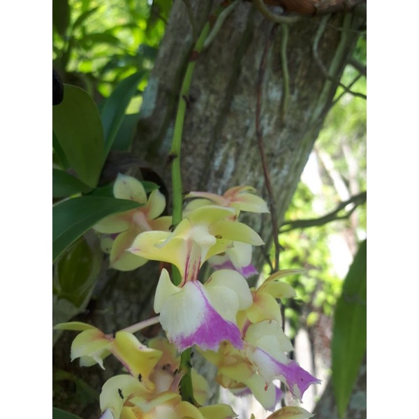 Phong lan Tam Bảo Sắc