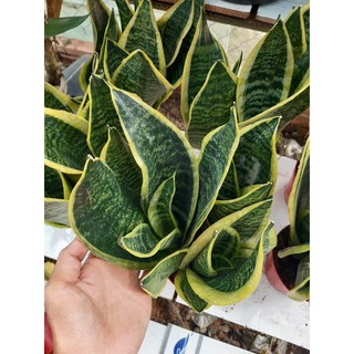 cây lưỡi hỗ 1 chậu 3 cây