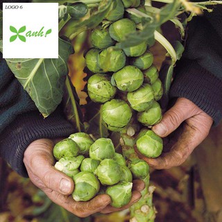 Hạt giống Bắp cải xanh tí hon