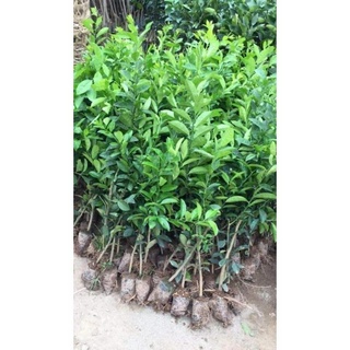 cây chanh tứ quí 1 cây ( đang trái)
