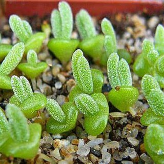 HẠT GIỐNG CÂY TAI THỎ