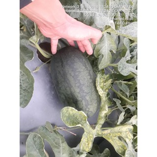 Hạt giống dưa hấu lai F1 gói 20 hạt