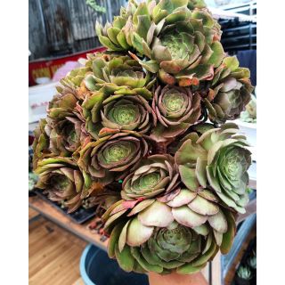 Aeonium hoa hồng