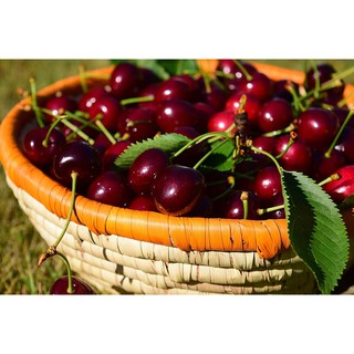 Tinh Dầu Tán Hương COCOD'OR