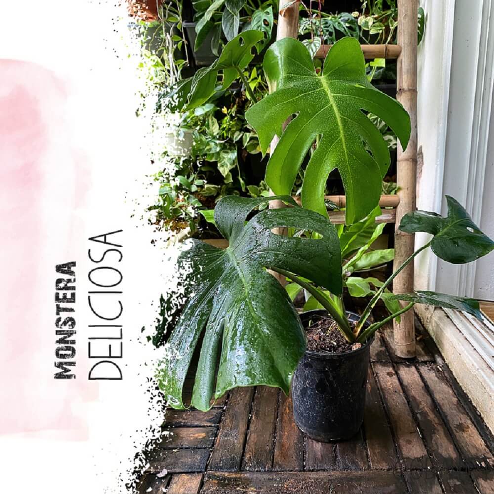 Cây Monstera deliciosa (Cây Quái Vật, Trầu Bà Lá Xẻ) trưởng thành có nhiều lá xẻ sâu chậu nhựa