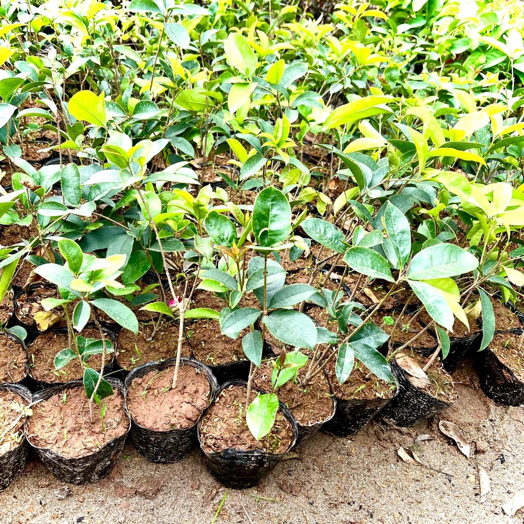 Cây mộc hương ta hoa vàng - THẾ GIỚI HOA CÂY CẢNH - cao 30-40cm..