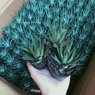 Móng rồng loại trung