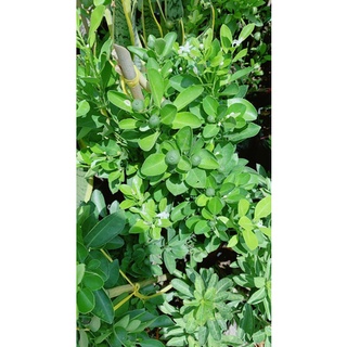Cây Tắc Cho Sai Trái