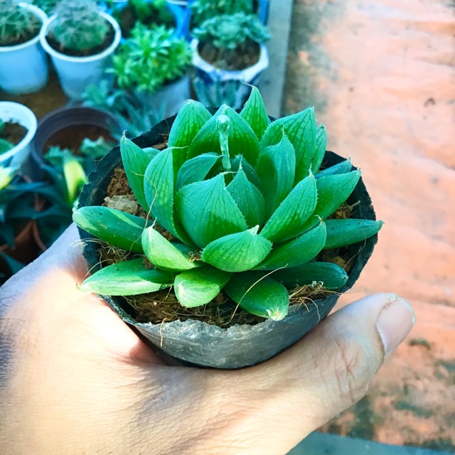 Sen haworthia