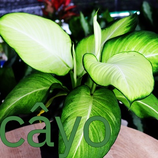 Cây Thiên Hoàng  2 thân cao khoảng 40cm. Giá trên chưa bao gồm chậu