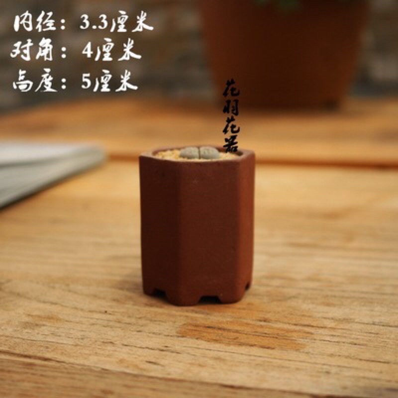 Chậu Tầu lục giác đỏ.