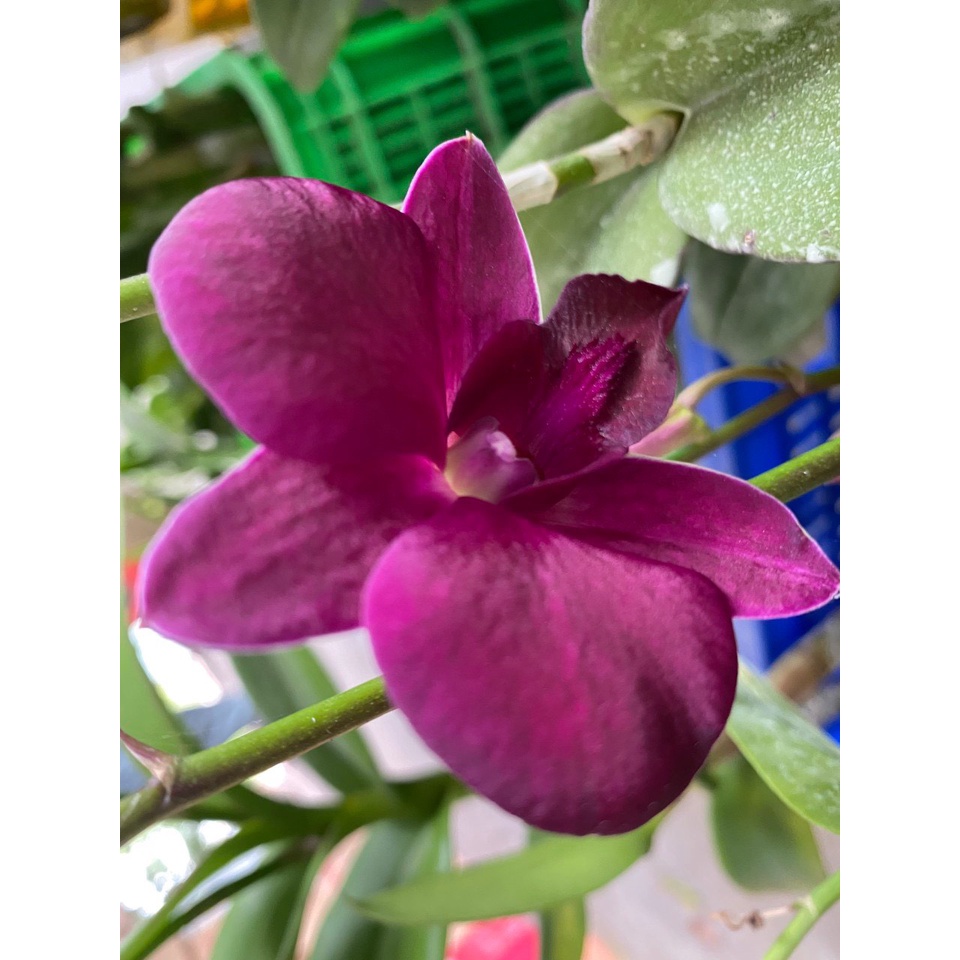 Hoa Lan Dendro Panama Red 1 Chậu ( chậu cây trưởng thành, sắp có ngồng hoa, nhiều thân)