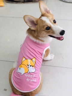 ÁO CHO CHÓ - ÁO CHÓ CORGI