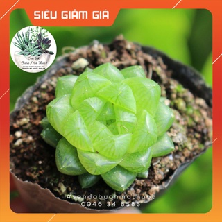 SEN ĐÁ DẠ QUANG TRÒN - SEN ĐÁ BUÔN MA THUỘT