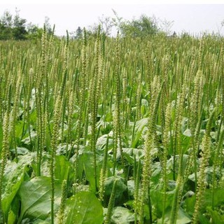 Hạt giống rau mã đề ( gói 2gram tầm 6000 hạt )