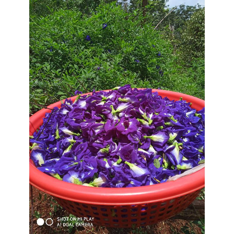 Hoa đậu biếc khô sạch nhà trồng 50g