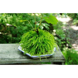 Hộp Rêu xạ hương, làm bán cạn, terrarium.