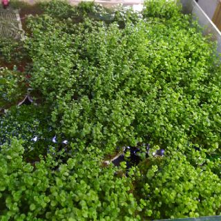 Cây thủy sinh Trân Châu