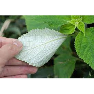 CÂY GỐNG LÁ GAI-CAM KẾT GIỐNG CHUẨN F1