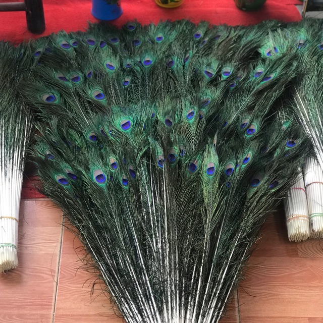100 lông công phong thuỷ dài 80cm - 90 cm
