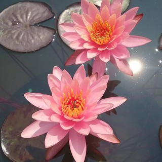 [RẺ VÔ ĐỊCH] CÂY HOA SÚNG THÁI LAN MÀU HỒNG PHÚC