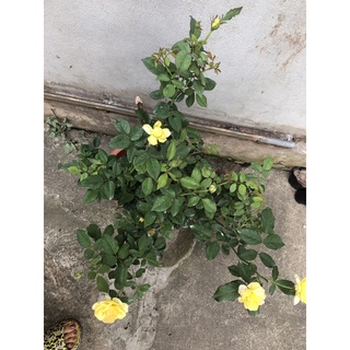 Hồng Ngoại Molineux (hồng bụi, hoa thơm)