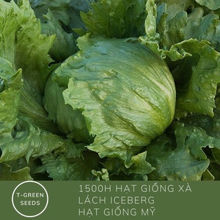 Hạt giống xà lách Mỹ icebeg