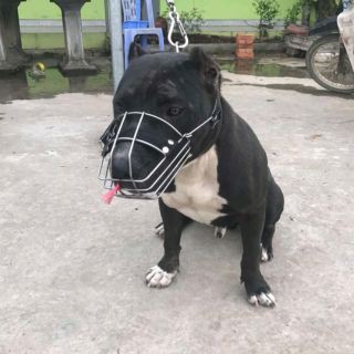 Combo phụ kiện rọ mõm chó mèo cho bạn an