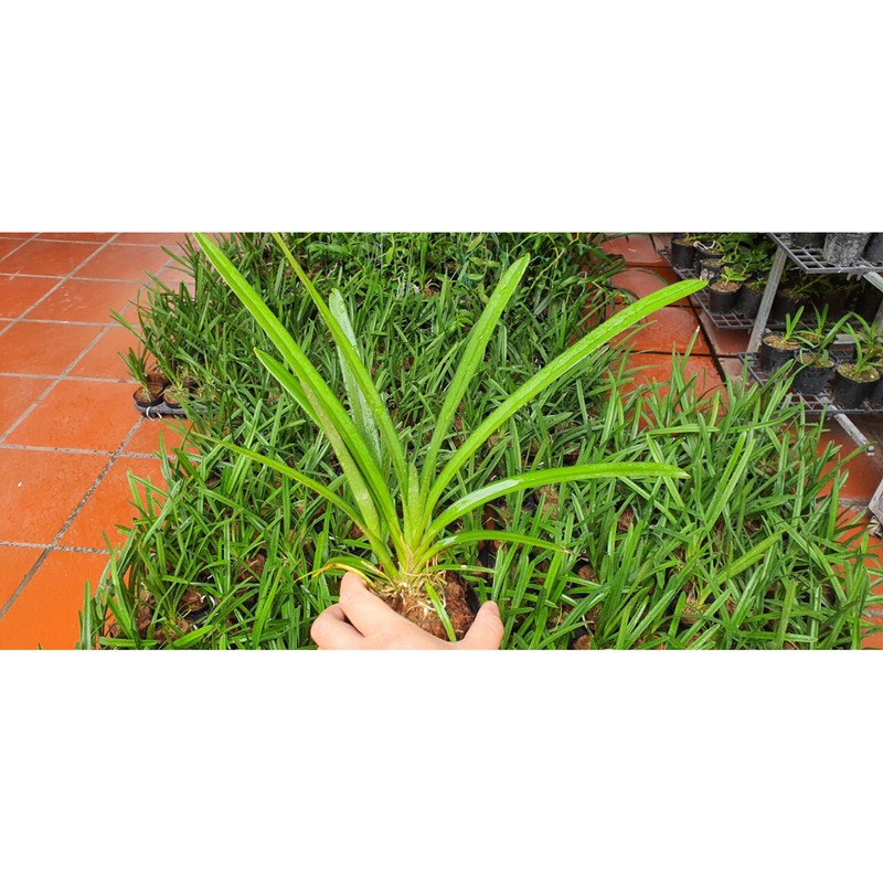 Hoa lan kiếm số 1 thái