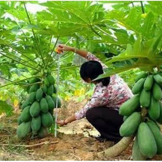 Hạt Giống Đu Đủ Lùn Ruột Gấc (5 hạt )