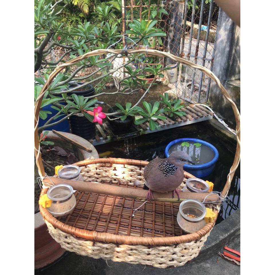 Dây xích chân chim cu gáy nuôi lồng trần