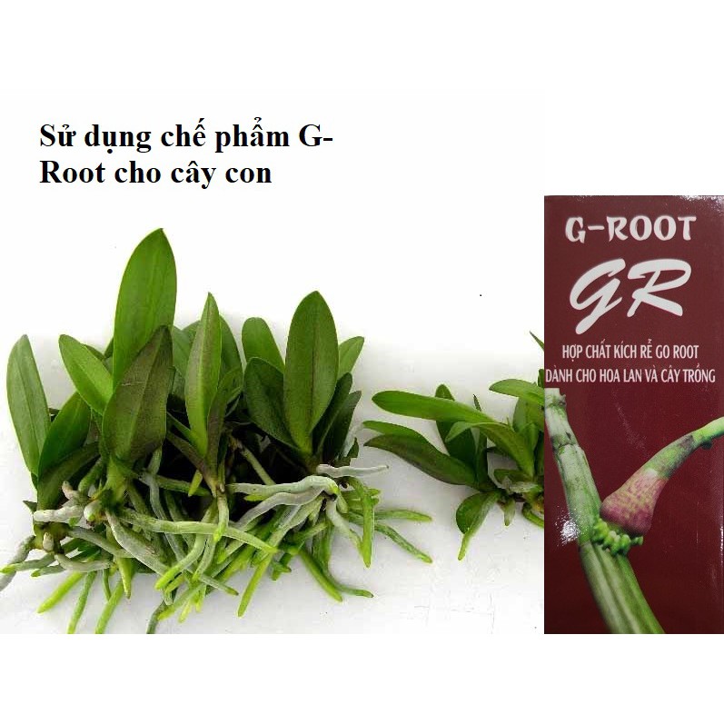 Chế phẩm Kích rễ G – Root dùng cho hoa lan và nhiều loại cây trồng (giâm, chiết, bôi trực tiếp, phun, tưới,...) 30ml