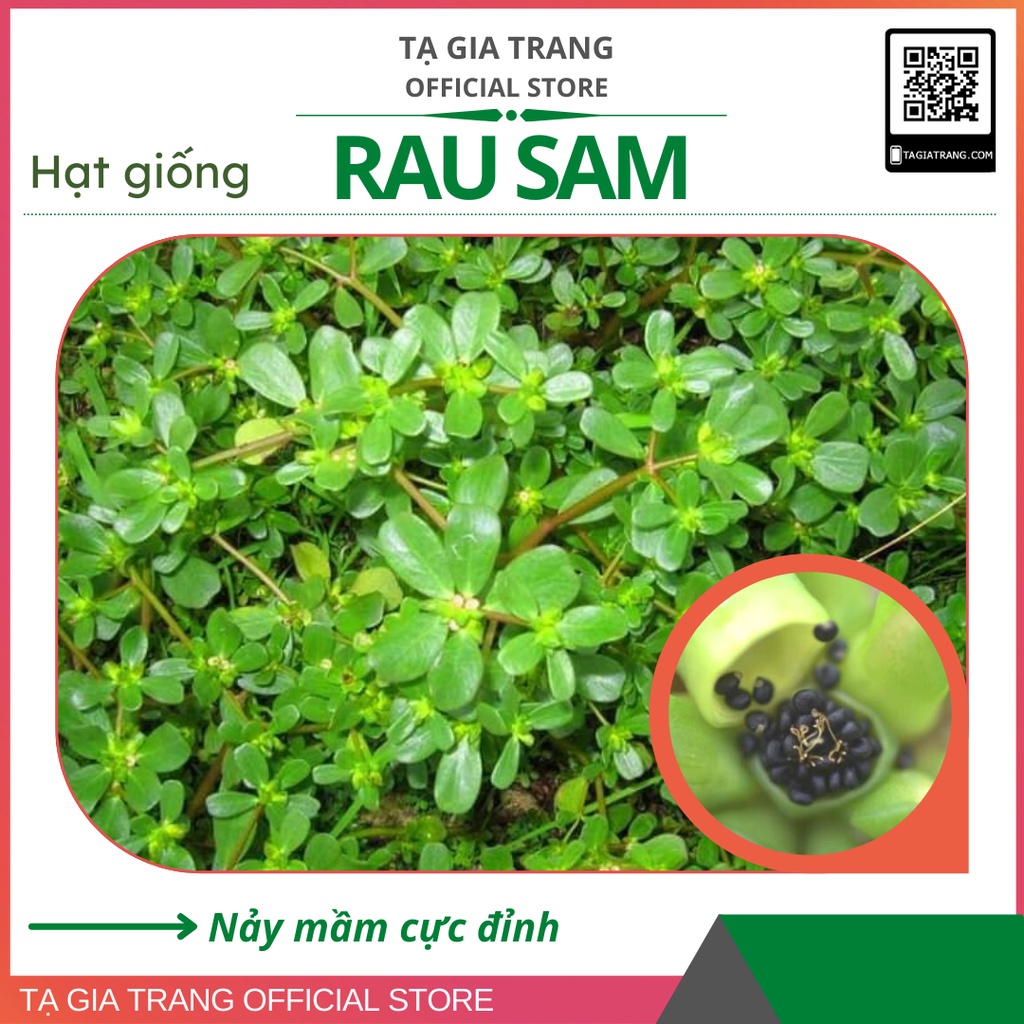 Hạt giống rau sam