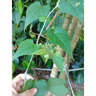 dây chìa vôi 1kg