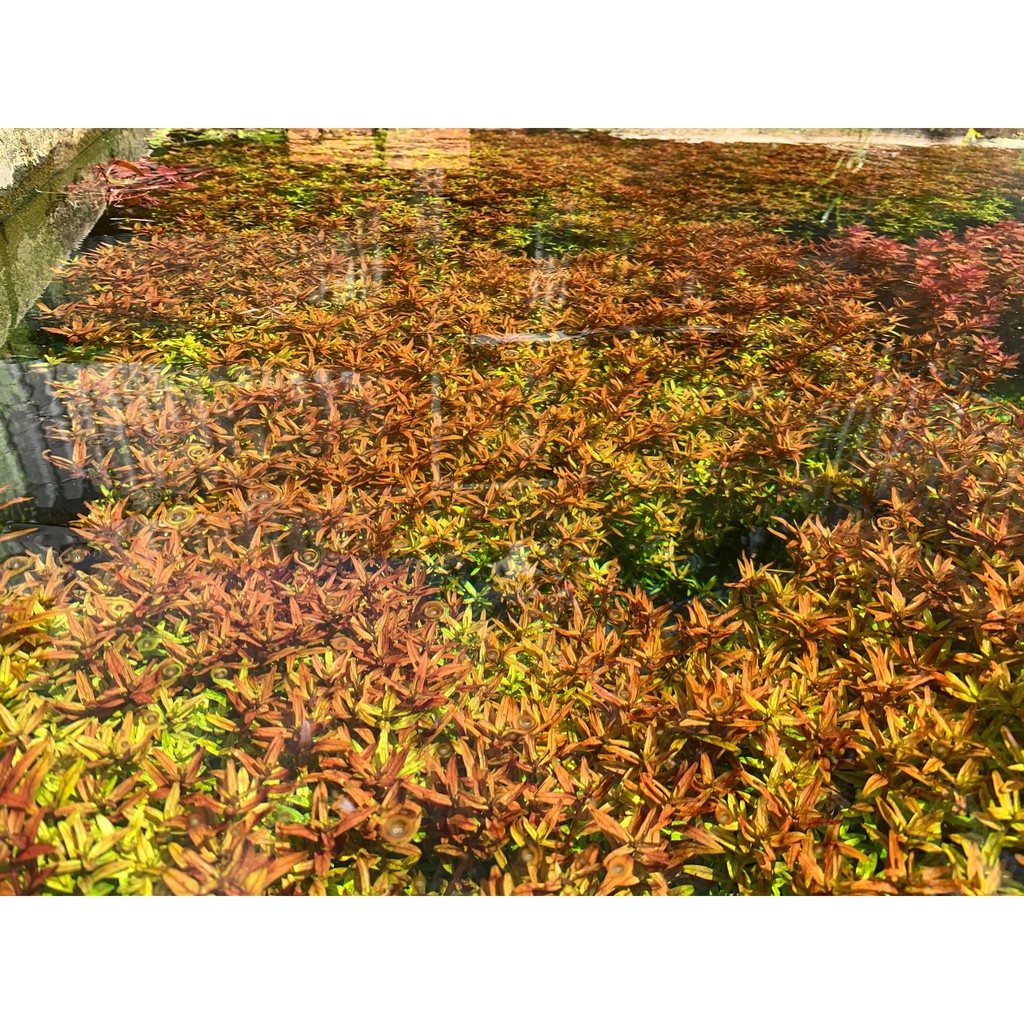 Combo 5 chậu vảy ốc đỏ - 80k