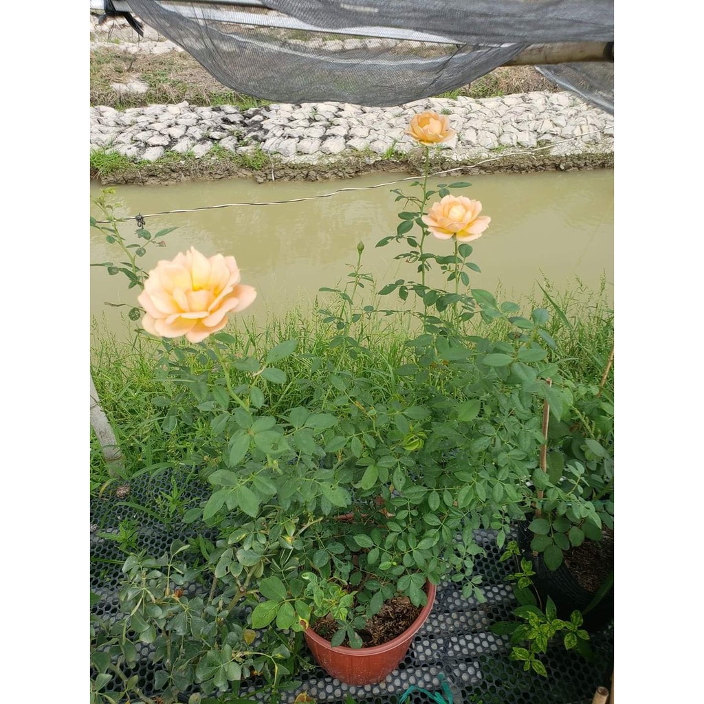 Hồng Leo Ngoại Lady of Shalott