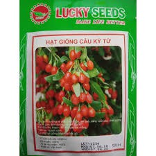 Hạt giống câu kỉ tử