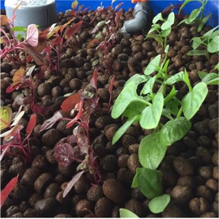 500gr sỏi nhẹ- đất sét nung trồng cây.