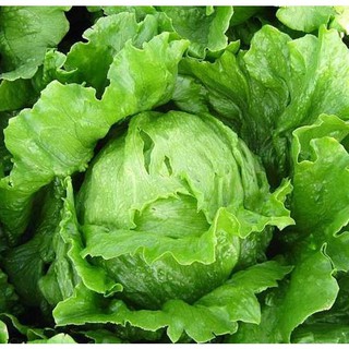 [Seeds] Hạt giống xà lách Minetto giòn ngọt, đóng gói 2gr