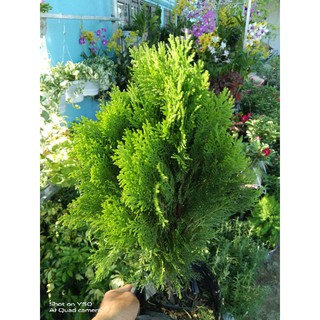 Cây Trắc Bách Diệp ( cây thuộc bài )