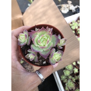 Sen đá Dù viền tím