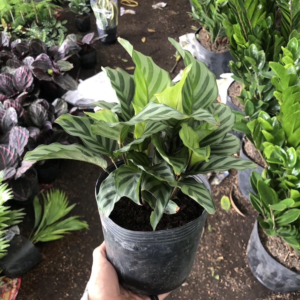 Cây đuôi công xanh (Đuôi Công Freddie), Cao 25cm lá sọc xám bắt mắt sức sống khỏe dễ chăm sóc mang phong thủy cực tốt