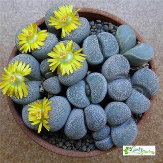 15 Hạt giống Thạch lan (đá sống) (tặng gói Kích nẩy mầm và Hướng dẫn) XTRA TẶNG KÈM PHÂN VÀ KÍCH MẦM