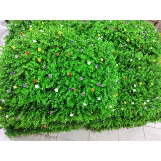 Tấm Thảm Cỏ Tai Chuột Nhân tạo PVC Có Hoa Nhí Loại 1