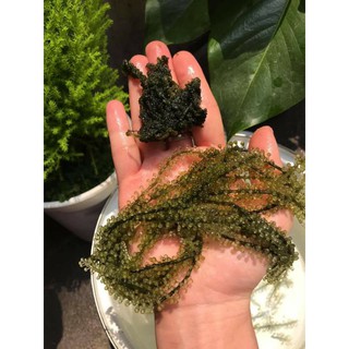 Rong Nho muối 500g
