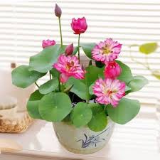 HẠT GIỐNG SEN NHẬT MINI GÓI 5 HẠT